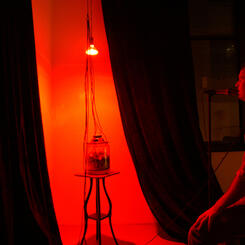 Frequencies for Darwin (vermi conversation) 2006