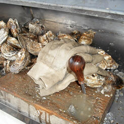 Oysters waiting to be shucked and served 