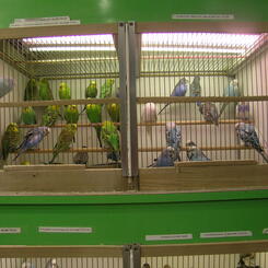 Pet Birds