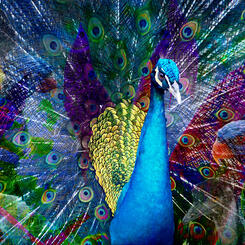 Kuala Lumpur: Rainforest flock