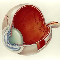 Anatomy of the Eye