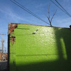 white flamingo on a green wall