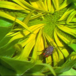 a still frame from Immortal Cupboard