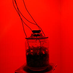 Frequencies for Darwin (vermi conversation) 