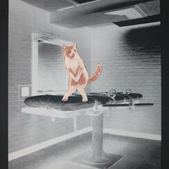 Sexecution Series (Feline II)