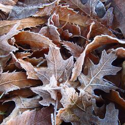 frosty leaves