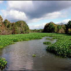 Gee's Bend Image No.20