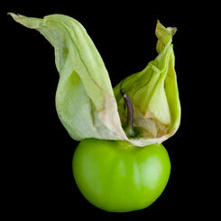 Physalis philadelphica