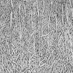 grass0003