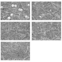 grass02