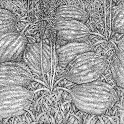 grass03