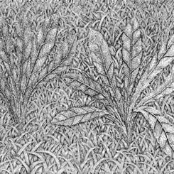grassandweeds5d