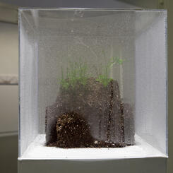 Model Home (Soil IIX)