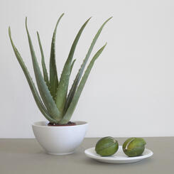 greenplant_limes.jpg