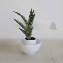 greenplant_paper.jpg