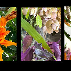 Plant companienships