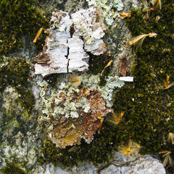 Lichen Sprite #2