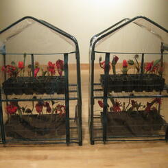 Rapacious Cultivation