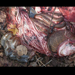 Innards with Barbed Wire