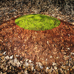 Earth transfer with stone, wood and moss