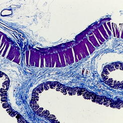 Intestinal Tissue Longitudinal Section