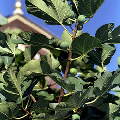 Figs and St. Leo's Church