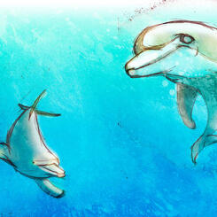 Dolphins 1