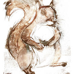 Squirrel 1