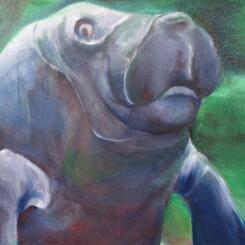Manatee