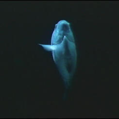  Still frame from The Match That Started My Fire