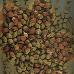 Cilantro on Coriander