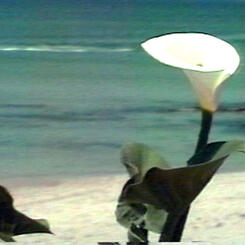 A Living Memorial Park at Naharayim Seven Girls One Dream For The World