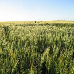 North Dakota prairie