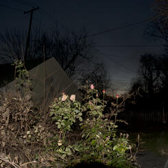 Night Roses
