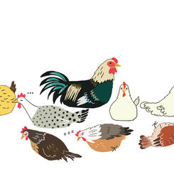 half sleeping chickens