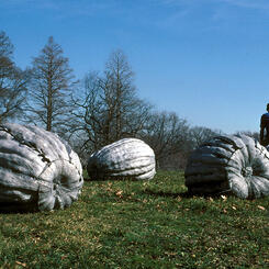 Four Pumpkins / Druid Hill Park (1995 - Present)