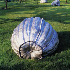 5 Pumpkins / Grounds for Sculpture - Detail