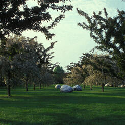 Five Pumpkins / Grounds for Sculpture