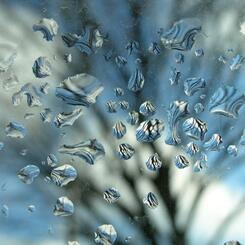 rainwindowtreedrops
