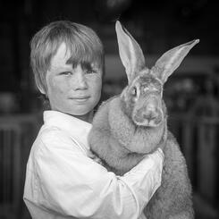 Flemish Giant