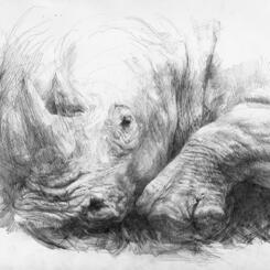 Untitled (Rhino)