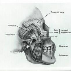 Fascial layers 
