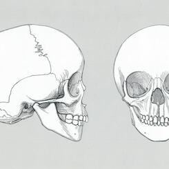 Skull of a 4 year old