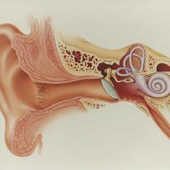 Anatomy of the ear