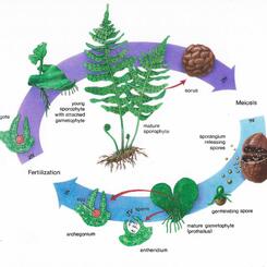 Life Cycle of the Fern