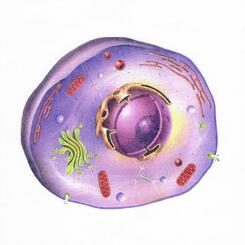 The Animal Cell