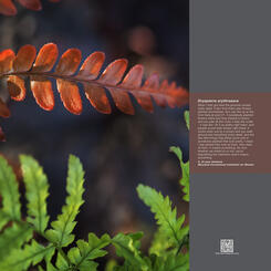 Portrait Garden (S, Dryopteris erythrosora)