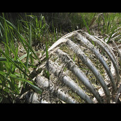 Still Life Spring #1