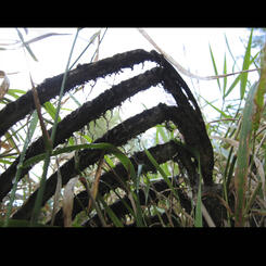 Still Life Summer #1