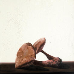 Still Life with Mushroom 2